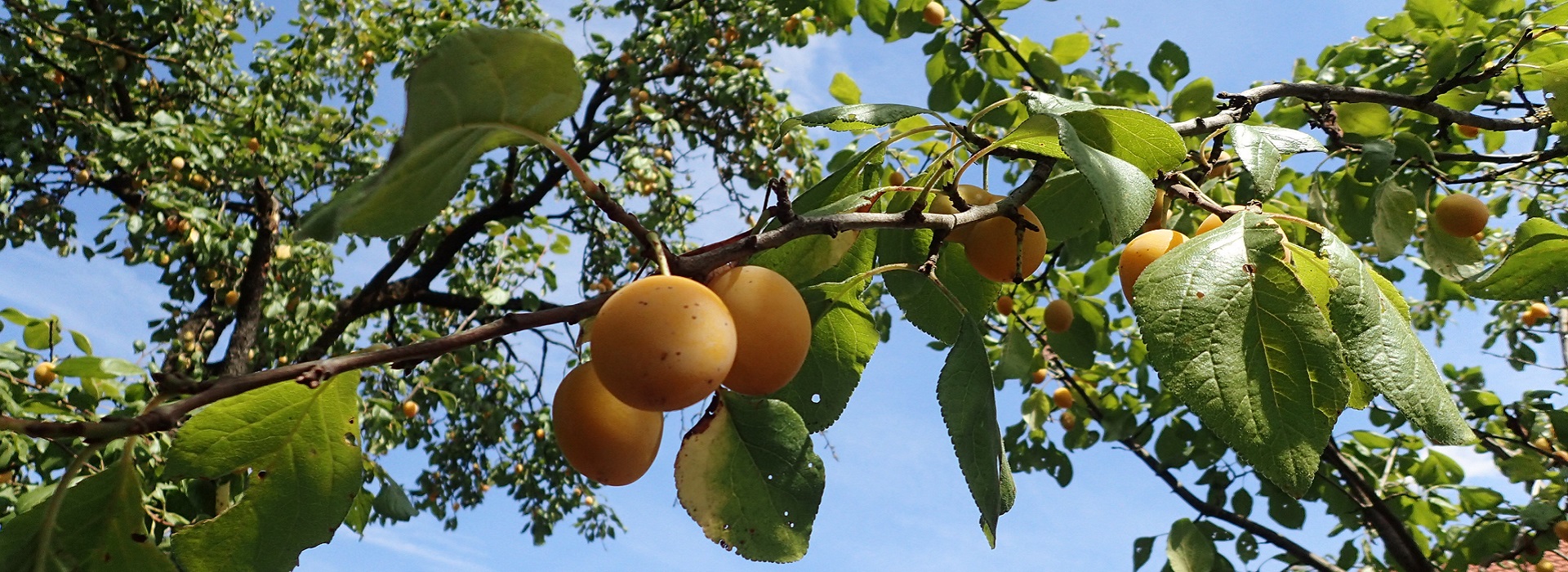 Spindling Frucht am Baum
