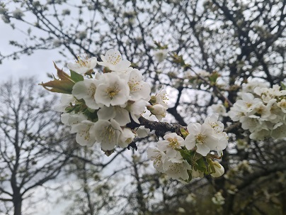 Obstblüte