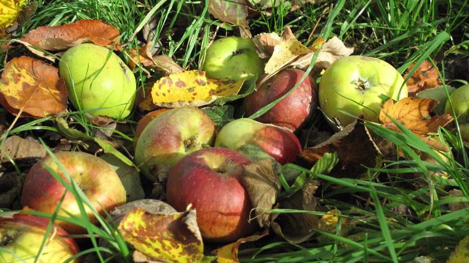 Äpfel in Wiese
