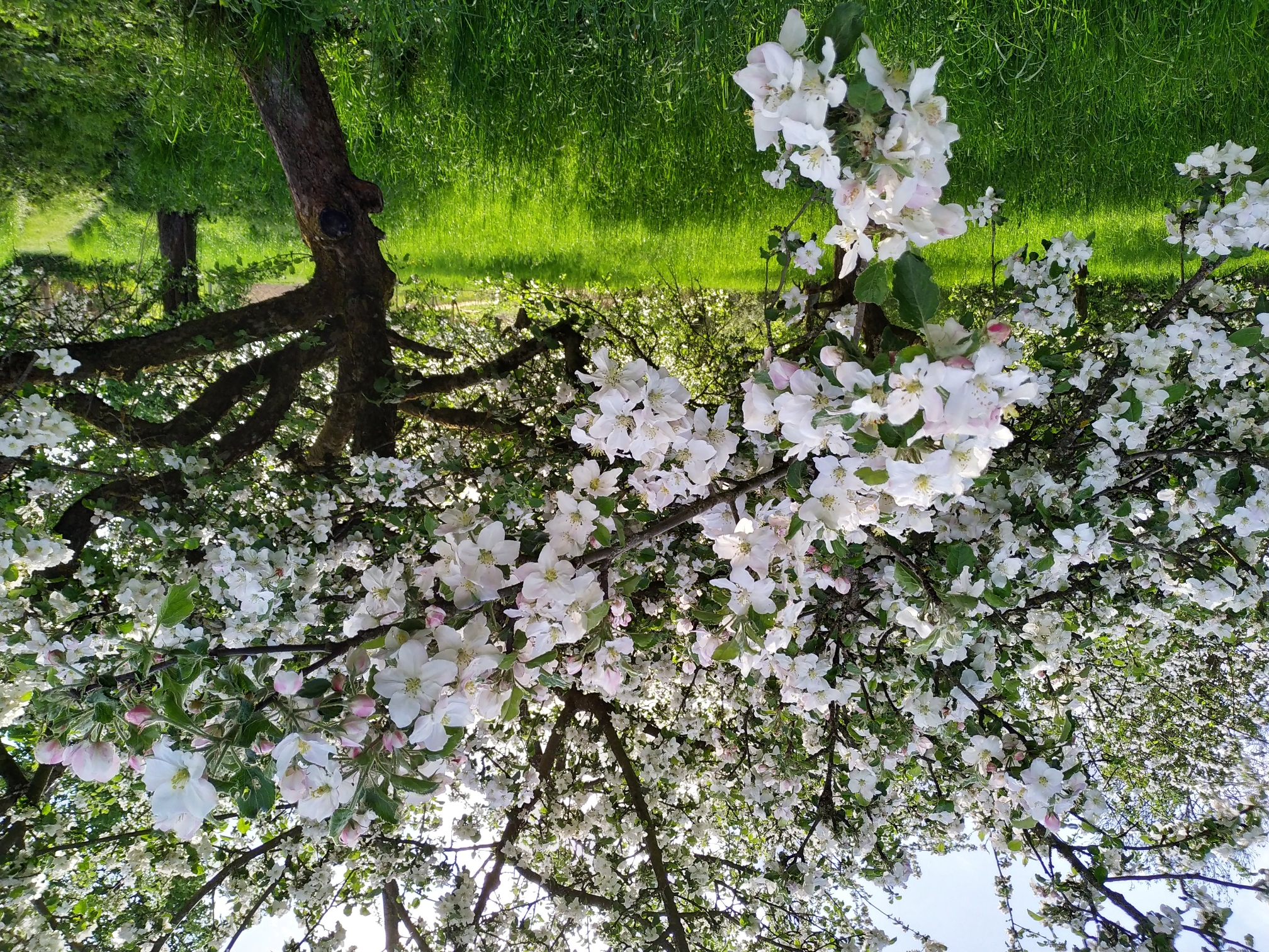 Obstblüte
