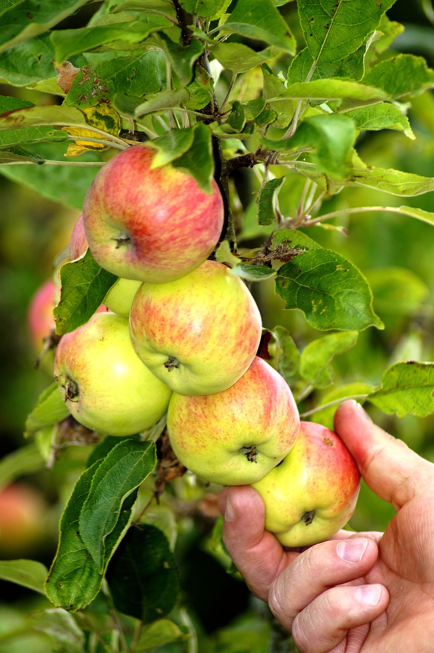 Äpfel am Baum