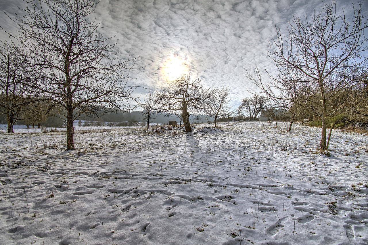 Streuobstwiese im Winter